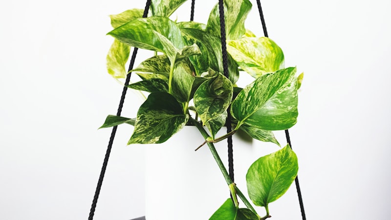 2026年世界杯预选赛亚洲区激烈比赛直播画面 - 球员射门瞬间